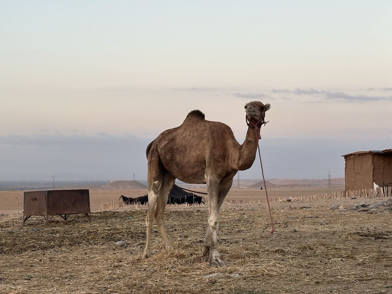 Découvrez l’essence de l’exceptionnel lors de cette balade d’une heure à dos de dromadaire dans le désert d’Agafay.